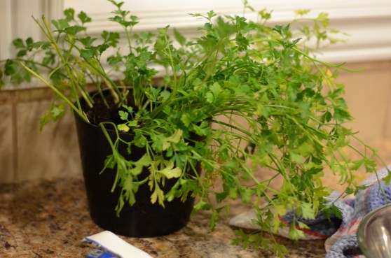 I transplanted one of my outdoor parsley plants to an indoor pot in the hopes it could produce for me in the winter.  It hasn't been looking great!