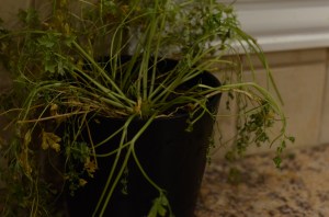 I was able to pull a few last acceptable-looking leaves from this plant before I laid it to rest for good.