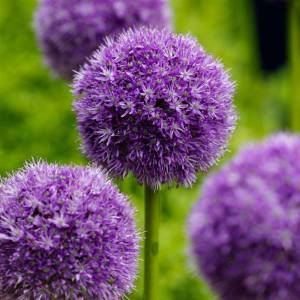 allium