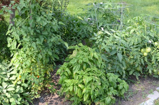 Is tomato ice cream in my future?